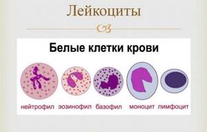 Лейкоциты в крови: норма у женщин, детей, таблица по возрасту, причины высоких и низких результатов анализа