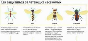 Укусы насекомых: защита от комаров, первая помощь при укусе пчел, осы, мошки