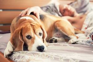 Разрешать ли собаке спать вместе с вами?