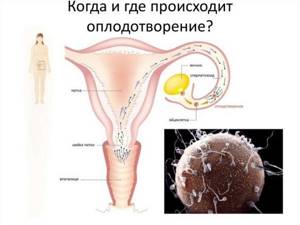 Сперматозоиды на страже здоровья женщин