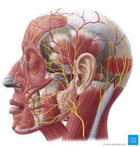 Неврит лицевого нерва: лечение, симптомы