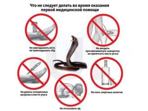 Укусы змей: первая помощь, отличие ядовитой змеи, что делать после укуса паука или ядовитой змеи