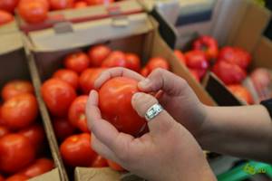 Опаснейшие канцерогены, вызывающие рак, обнаружены в помидорах, огурцах, выращиваемых китайскими производителями на территории России
