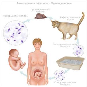 Симптомы токсоплазмоза у человека, врожденного и приобретенного