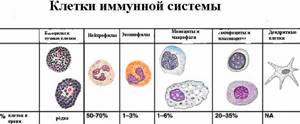 Лимфоциты: повышены, понижены, норма, причины отклонений показателя лимфоцитов в крови у детей и взрослых