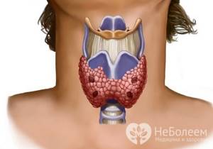 Анализ крови на гормоны щитовидной железы: расшифровка, норма