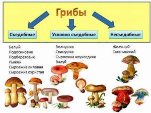 Отравление грибами, ядовитыми растениями: симптомы, первая помощь, признаки, лечение