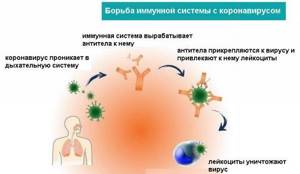 Антитела к коронавирусу: расшифровка