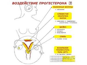 Прогестерон: норма у женщин, причины повышенного, пониженного, симптомы