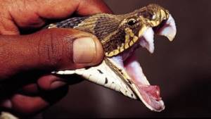 Укусы змей: первая помощь, отличие ядовитой змеи, что делать после укуса паука или ядовитой змеи