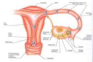 Нарушение менструального цикла: причины, лечение нерегулярных месячных
