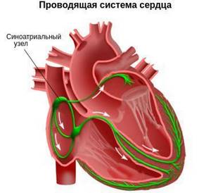 Тахикардия - причины возникновения учащенного сердцебиения