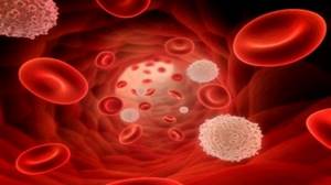 Лейкоциты в крови: норма у женщин, детей, таблица по возрасту, причины высоких и низких результатов анализа