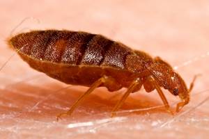 Чем можно заразиться от укуса мух и комаров