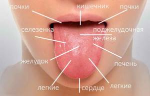 Как правильно чистить язык: скребки, ложки, щетки для процедуры