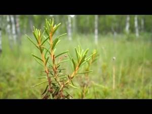 Багульник: лечебные свойства и противопоказания травы багульника